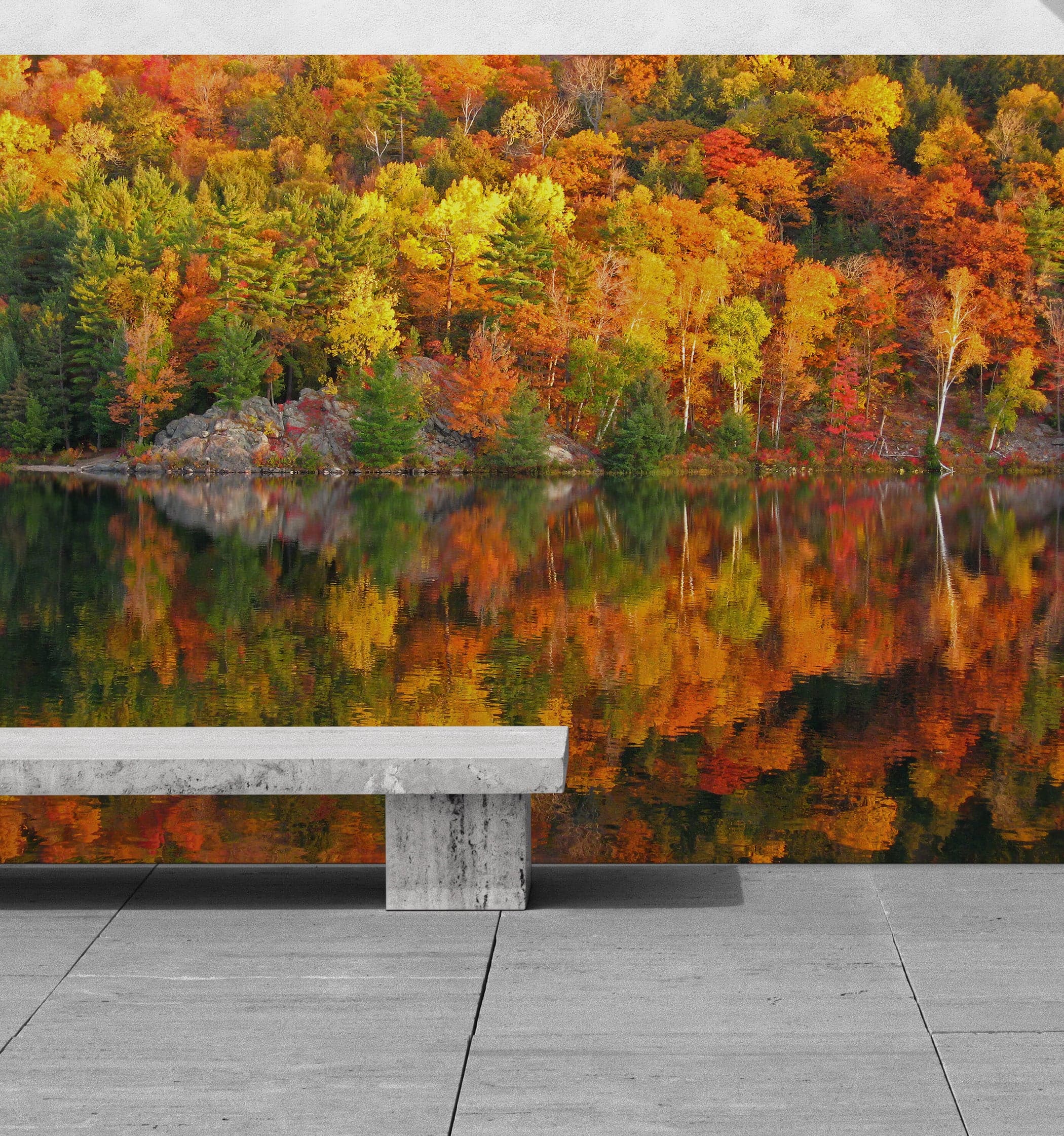 Colorful Autumn Forest Over Lake Wall Mural. Fall Foliage. #7052