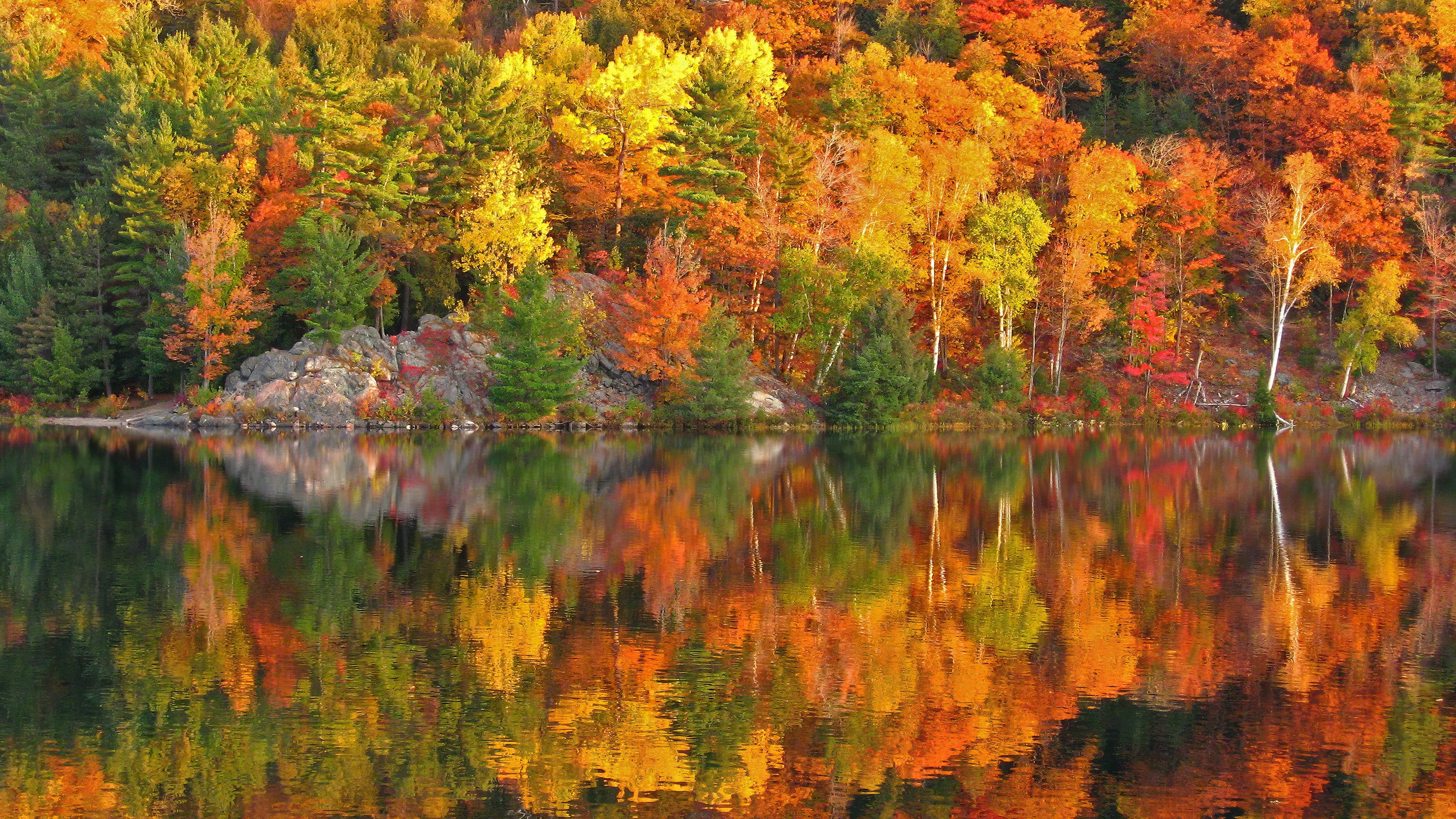 Colorful Autumn Forest Over Lake Wall Mural. Fall Foliage. #7052