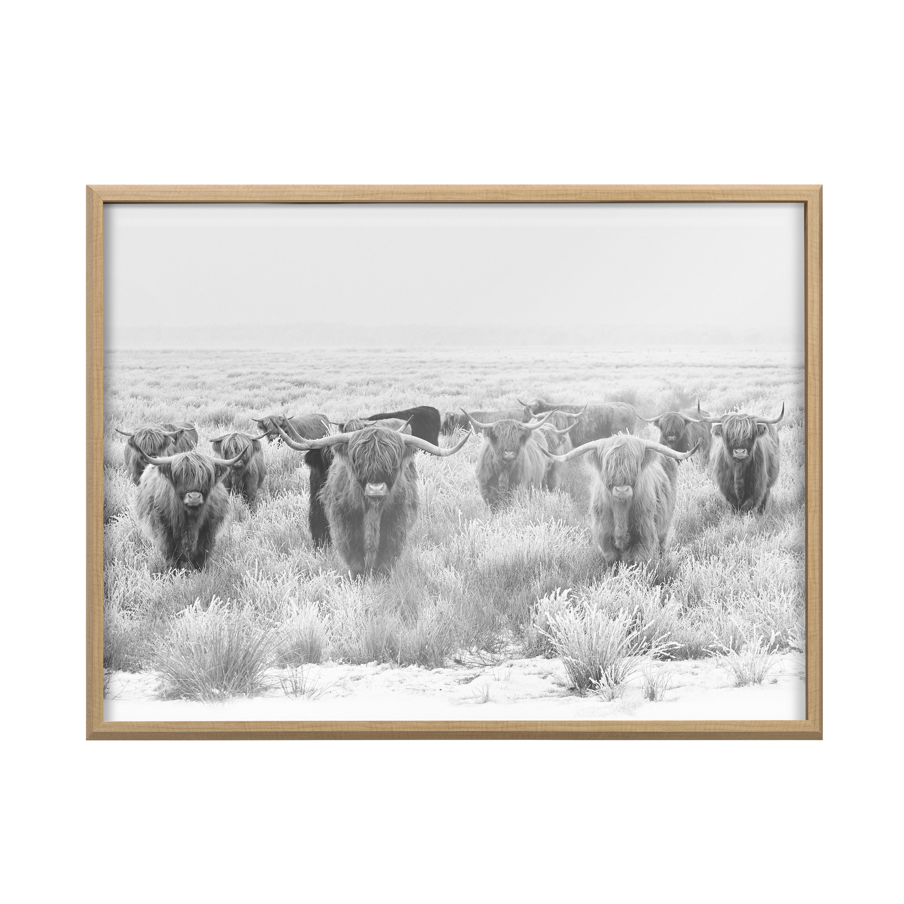Blake Herd of Highland Cows Framed Printed Art by The Creative Bunch Studio