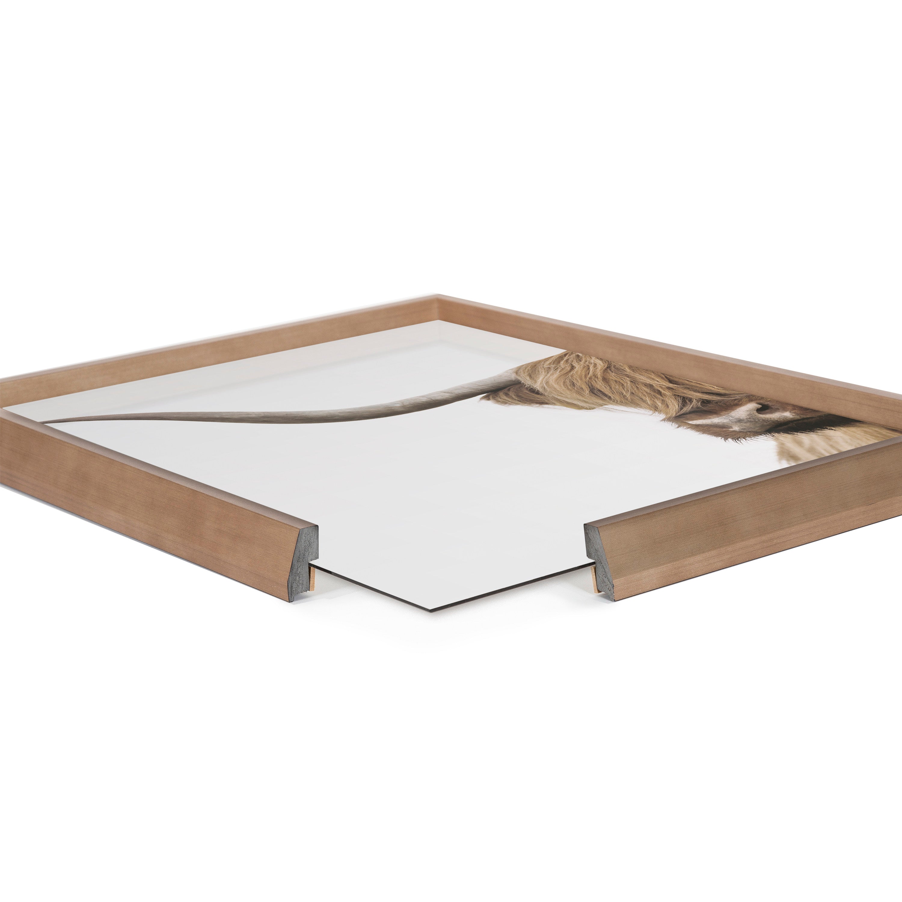 Blake Highland Cow Portrait Close Crop Vertical Framed Printed Glass by The Creative Bunch Studio