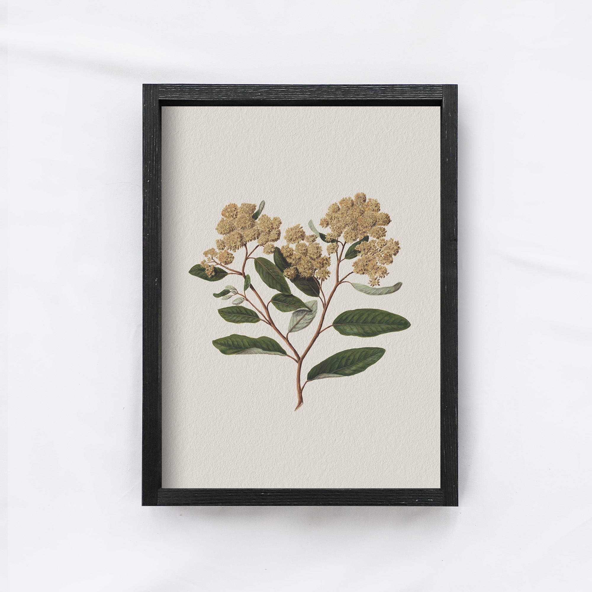 Vintage Flower Art Print | Botanical Floral Drawing A105-3