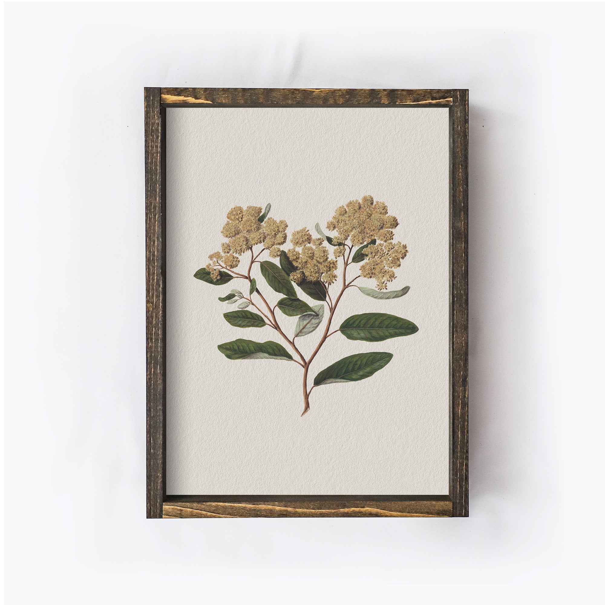 Vintage Flower Art Print | Botanical Floral Drawing A105-2