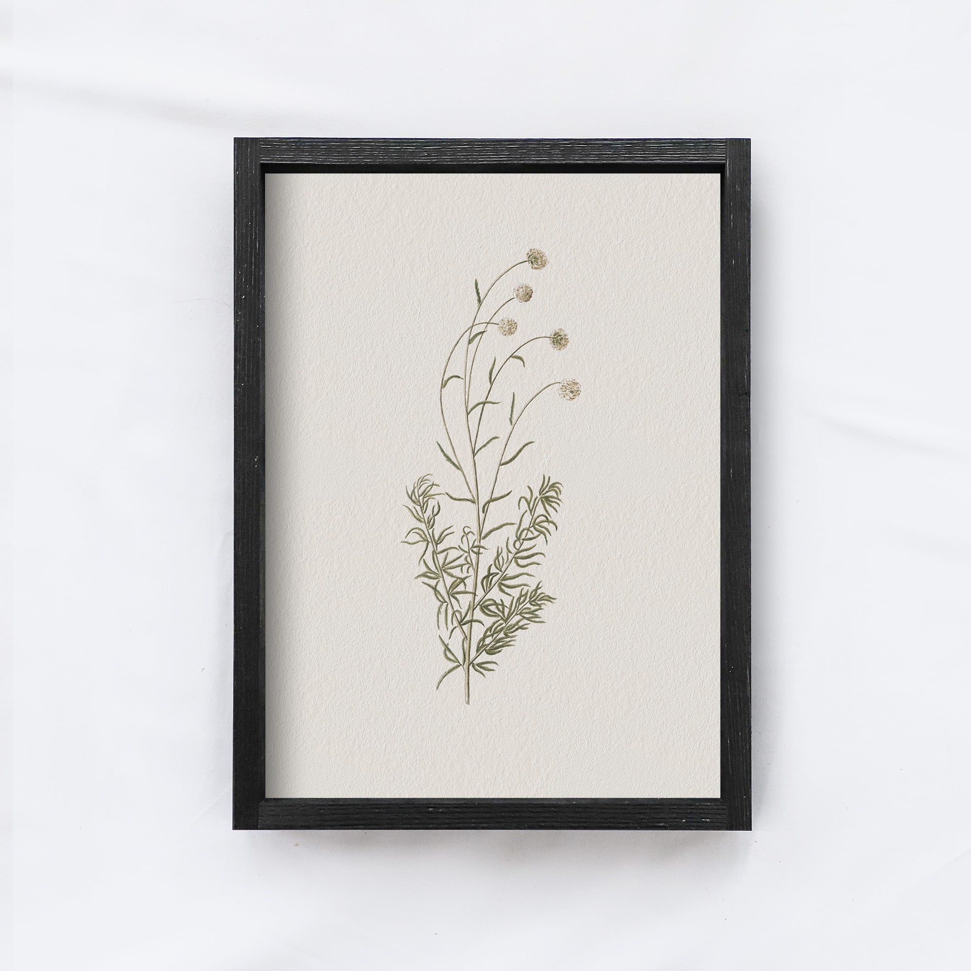 Vintage Flower Art Print | Botanical Floral Drawing A106-3