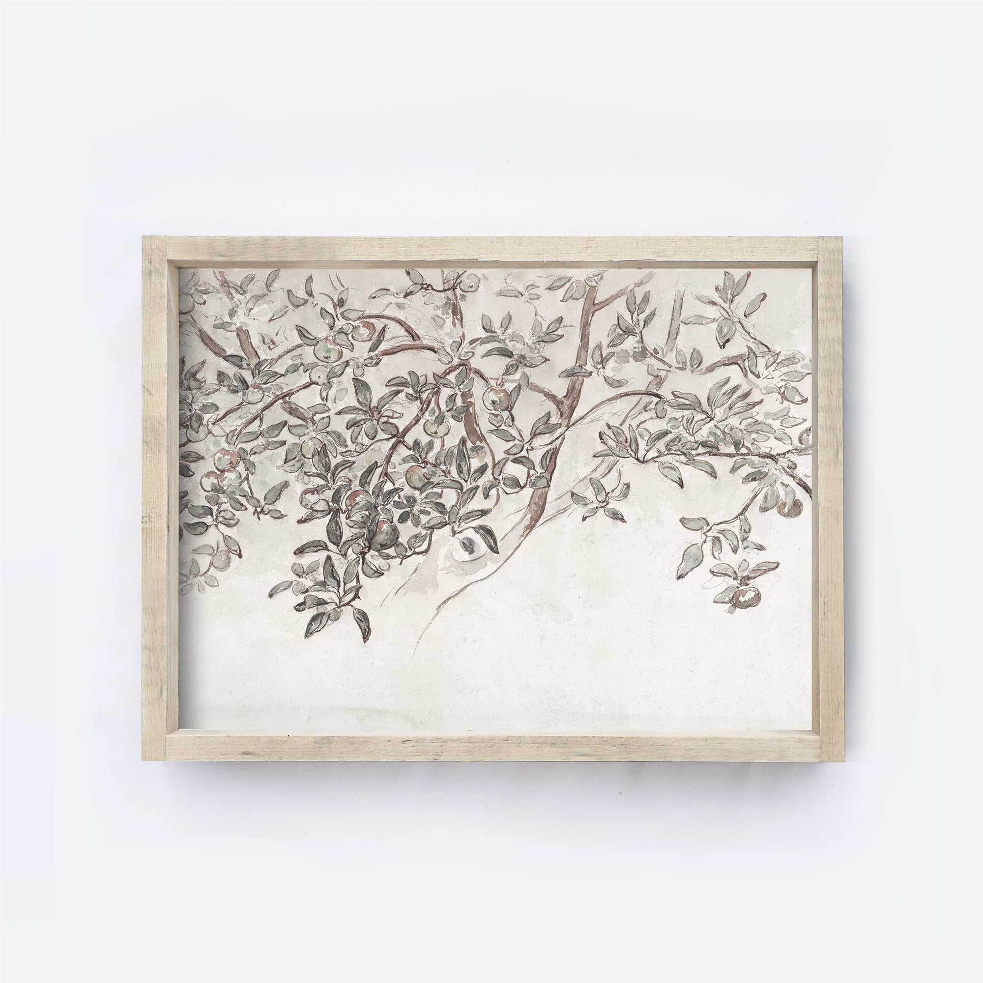 Vintage Print Framed | Apple Blossom Sketch A131-0