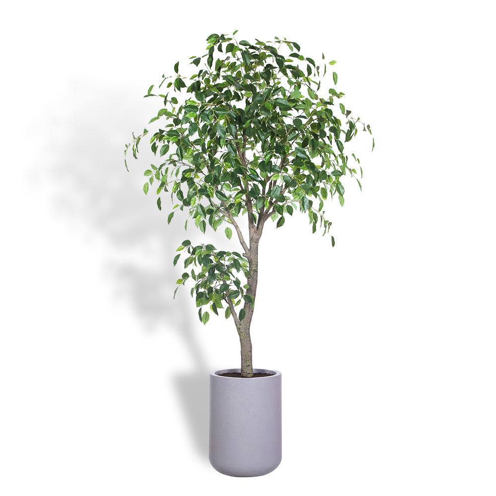 Artificial Ficus Tree with Artisan Planter, 6.5'-0