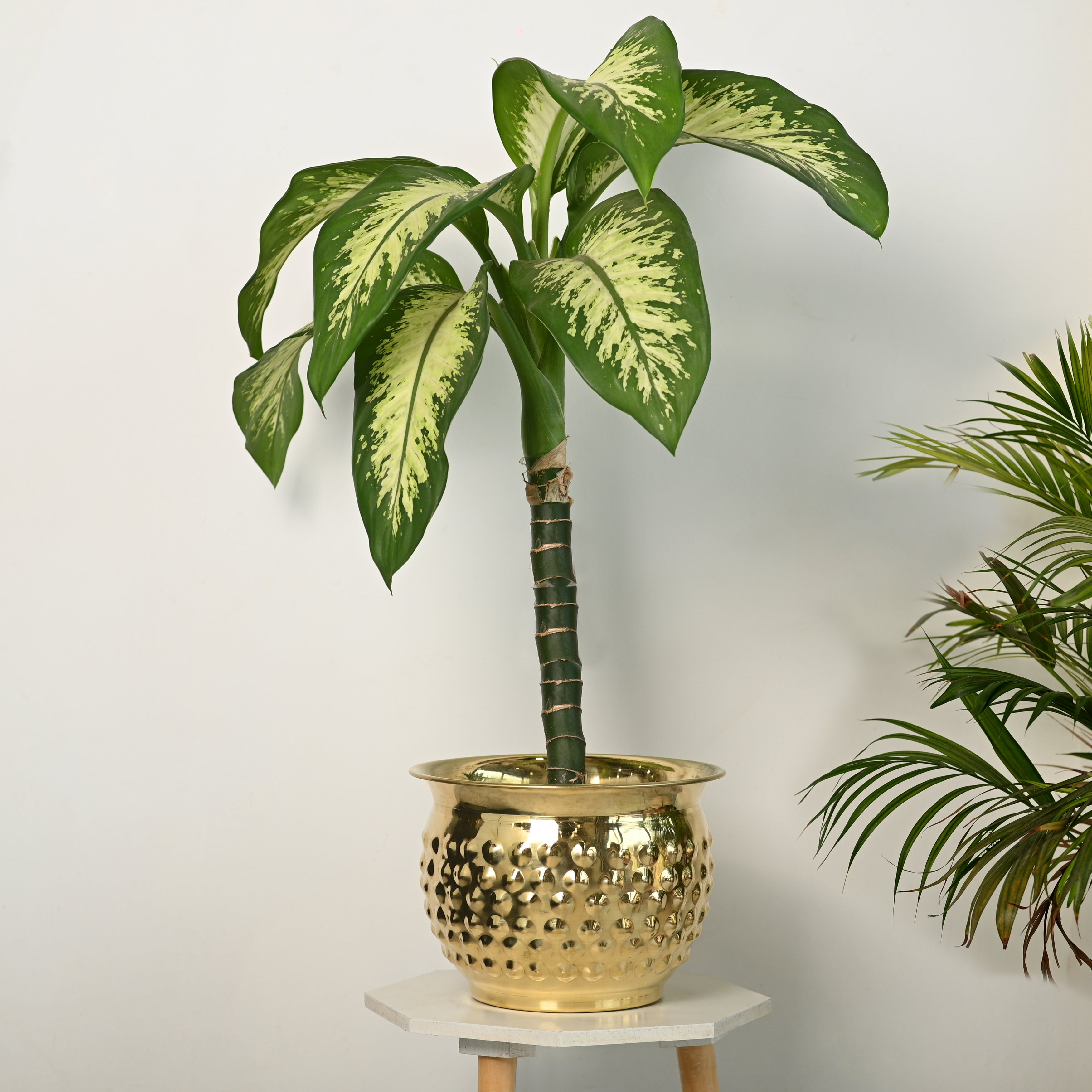 Brass Hammered Bucket Planter Pot – Handcrafted Indoor & Outdoor Plant Pot | Sama Homes-0