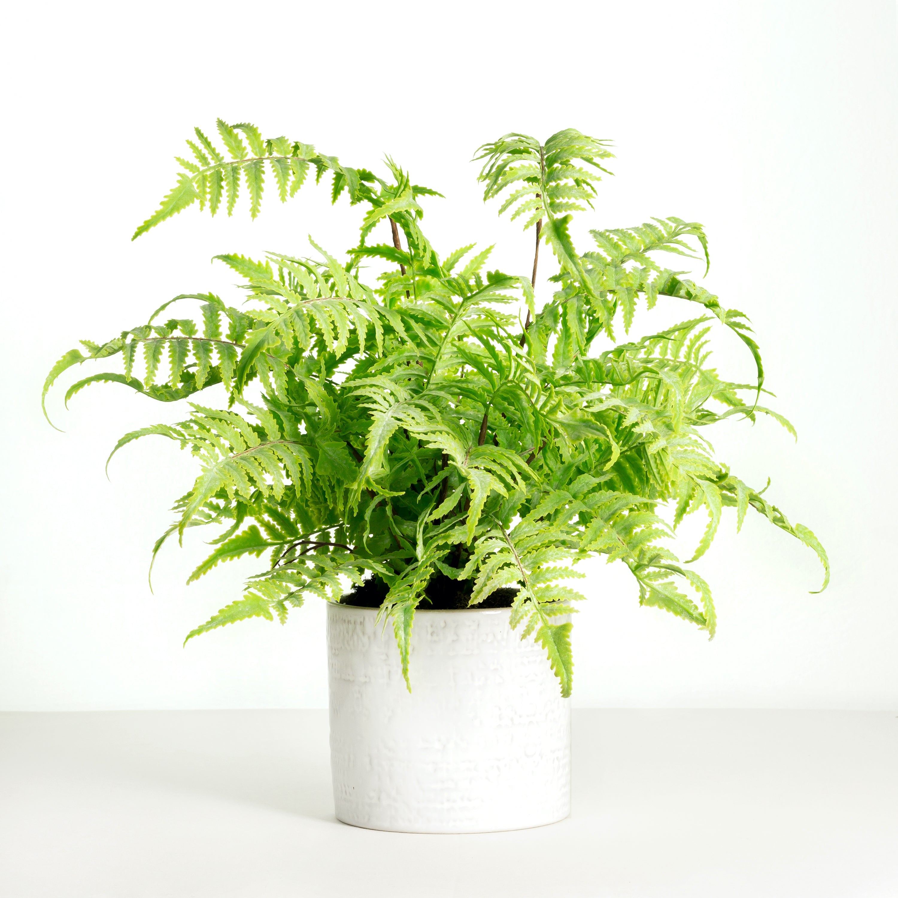 Artificial fern plant in white planter - 18"-0