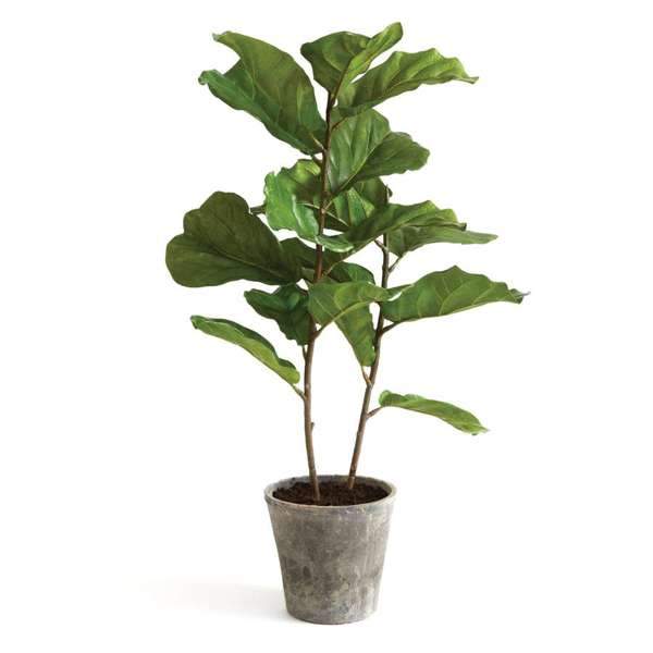 Fiddle Leaf Fig Tree 43"-0