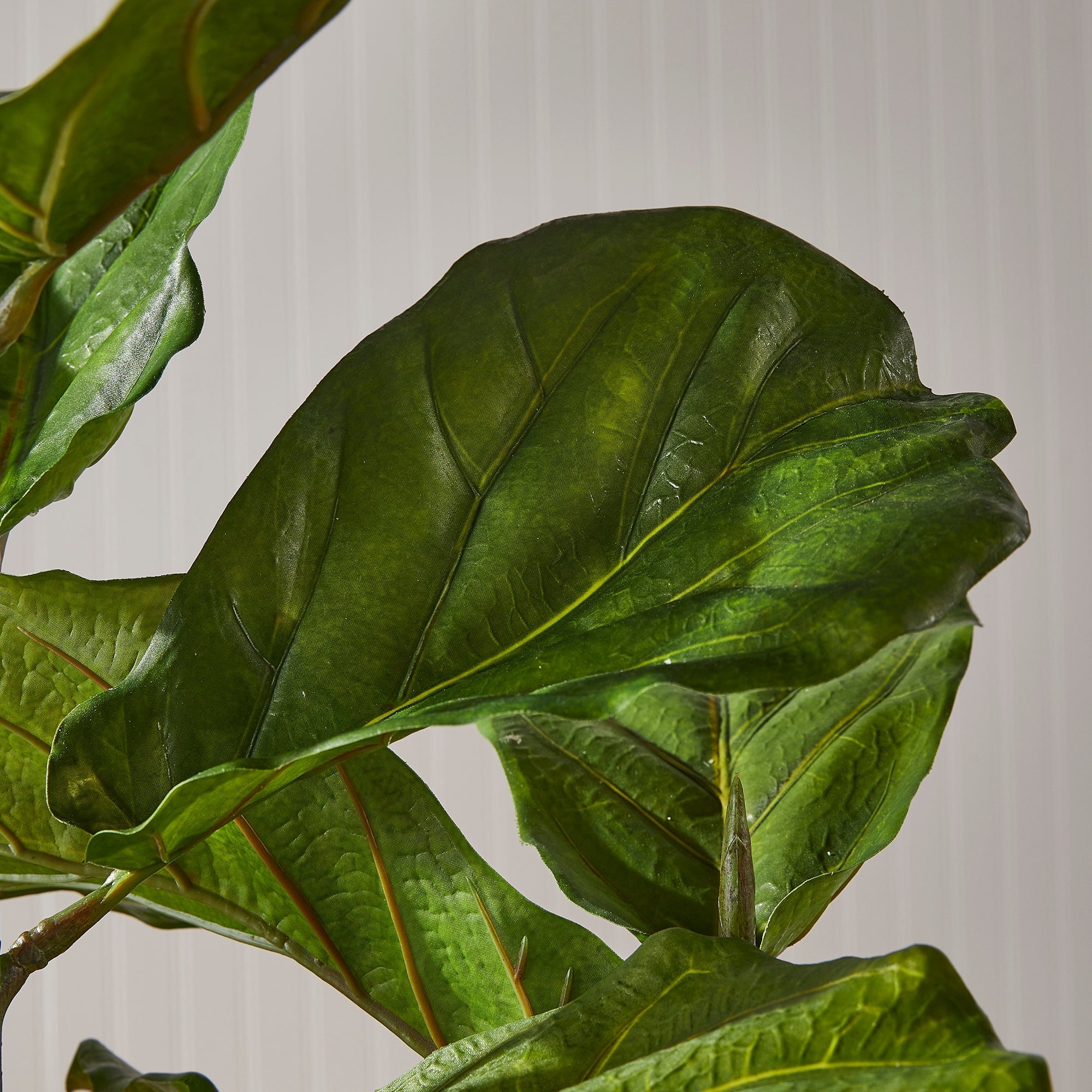 Fiddle Leaf Fig Tree 43"-2