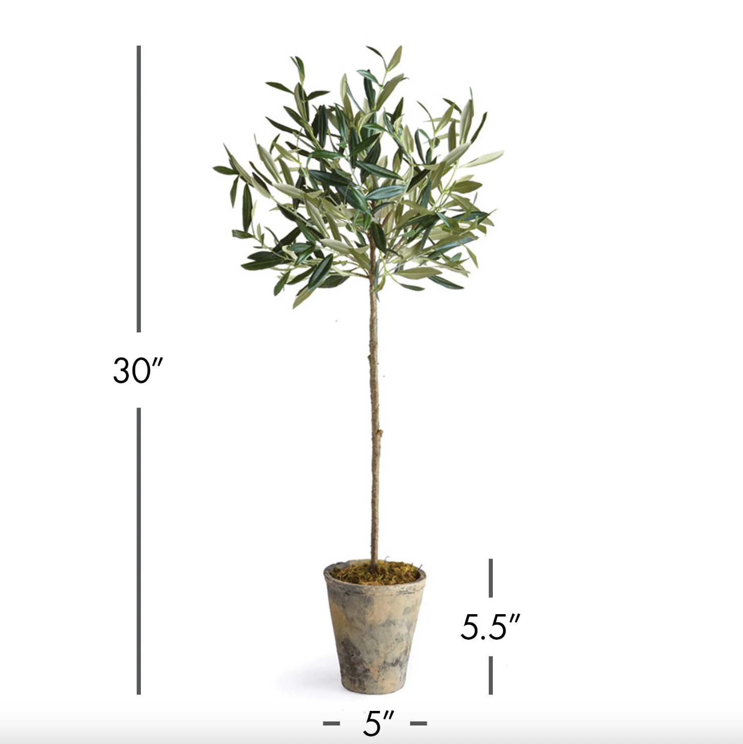 Olive Tree Potted-3