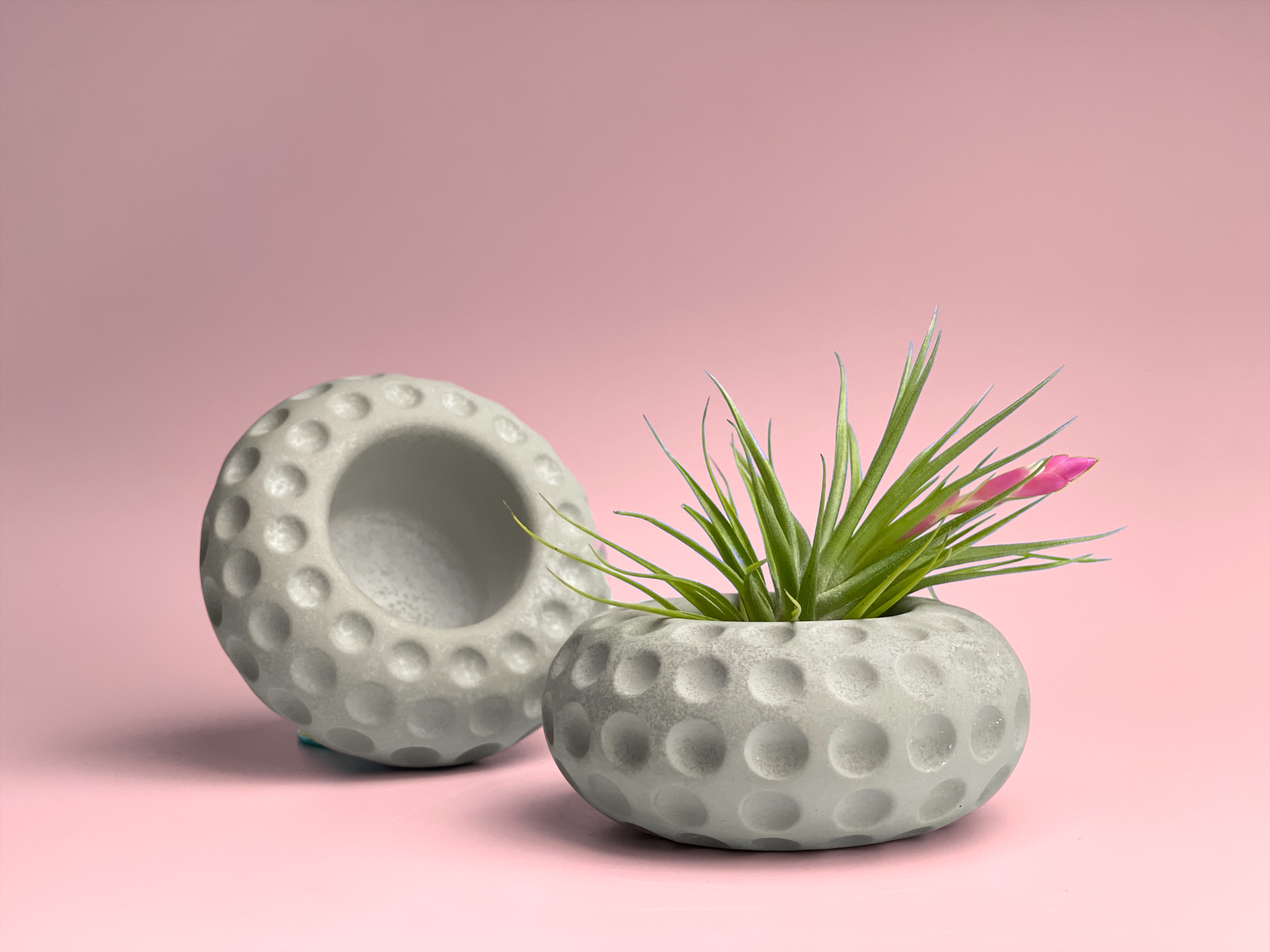 Concave Dots Air Plant Holder | Succulent Planter
