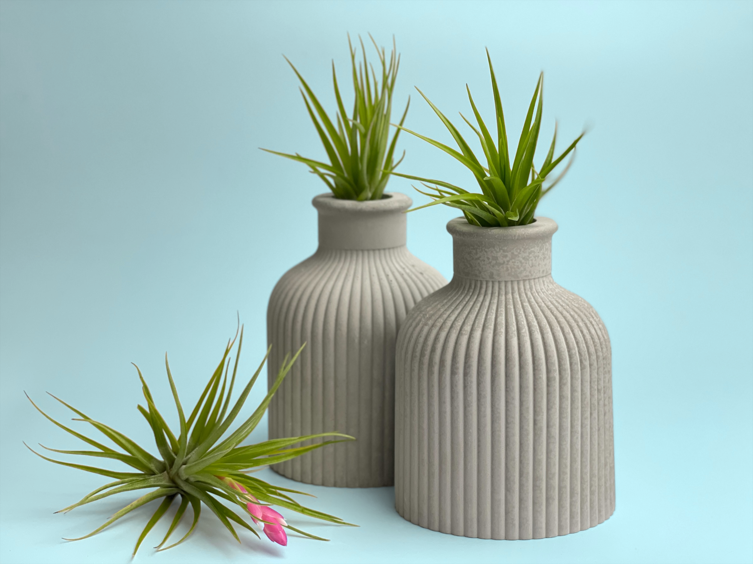 FAT MINI VASE | AIR PLANT HOLDER