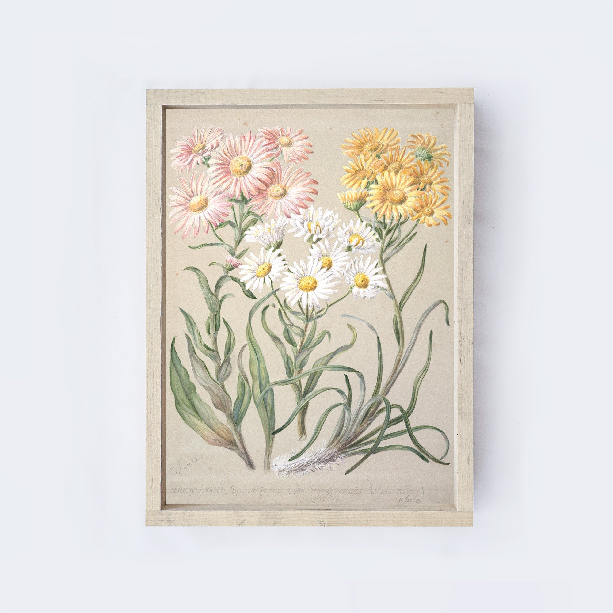 Vintage Flower Drawing A53-0