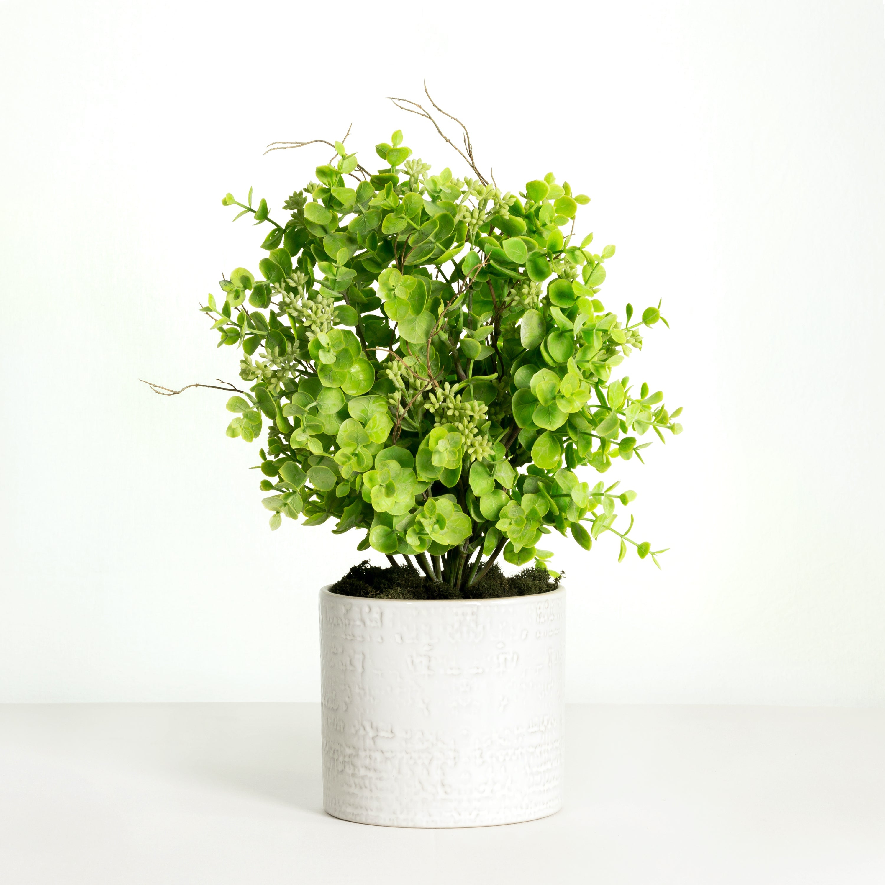 Seeded eucalyptus plant in white planter - 16"-0