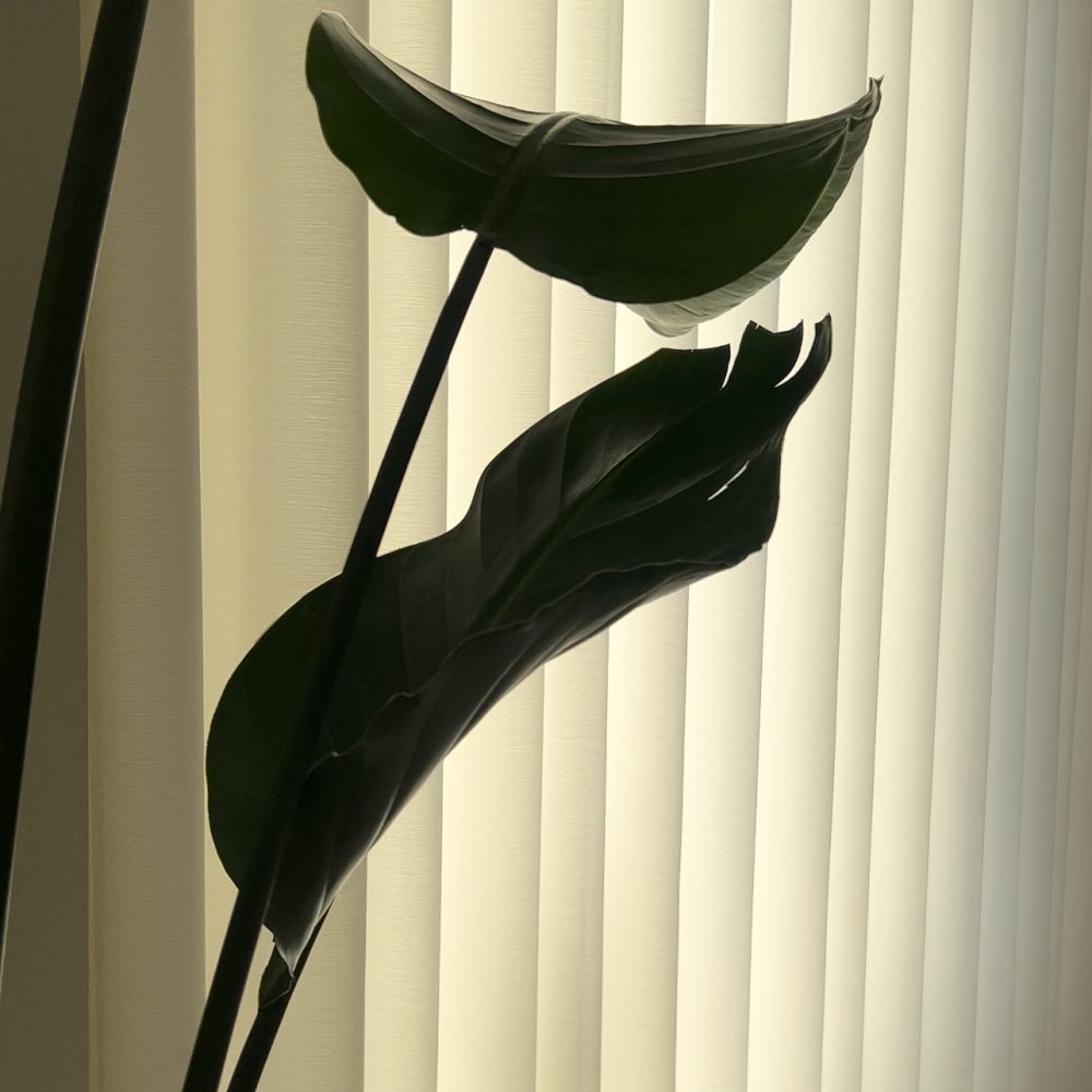 Wynn Soft Cotton Semi Sheer Curtains