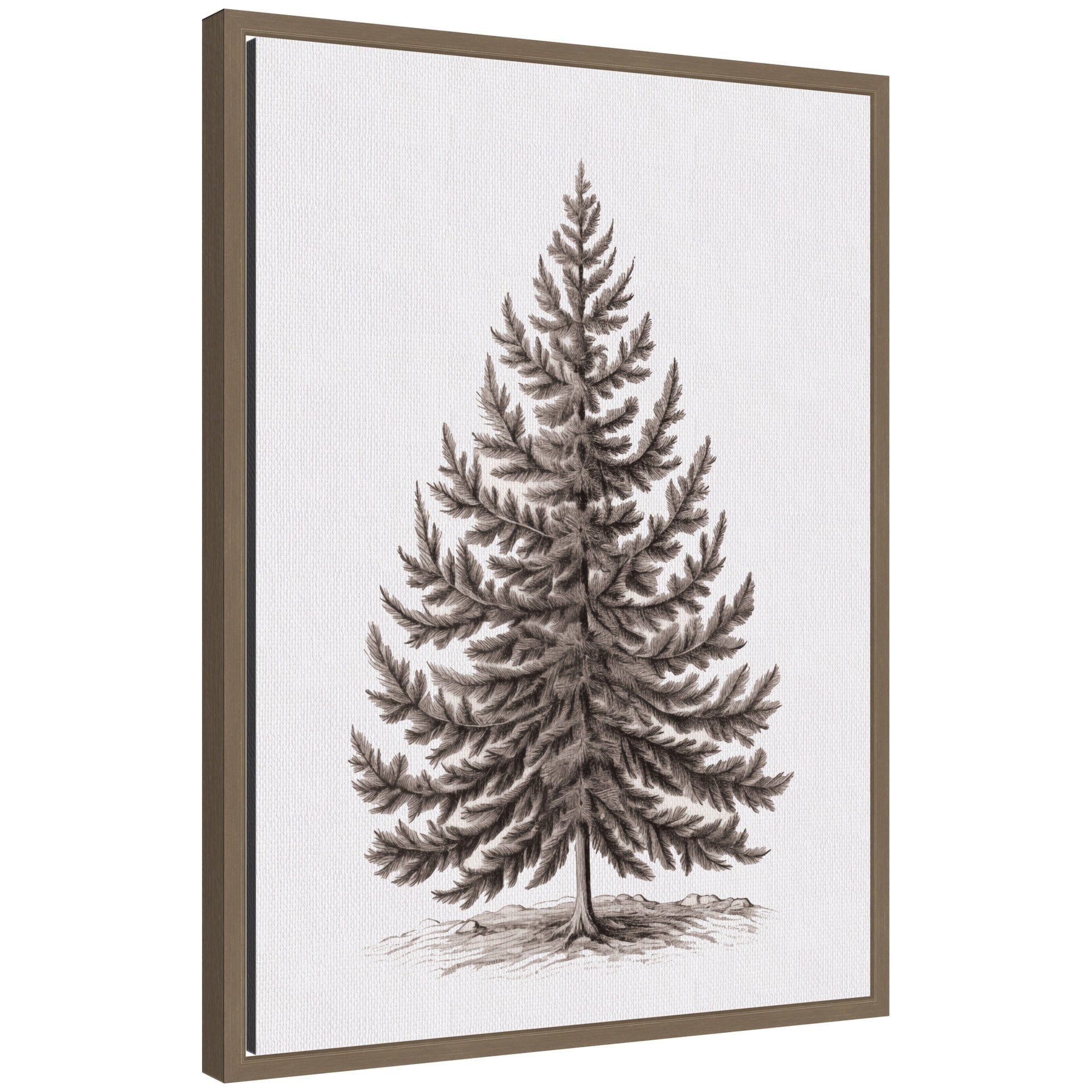 Sylvie Framed Canvas Vintage Evergreen Fir Tree lllustration I by The Creative Bunch Studio