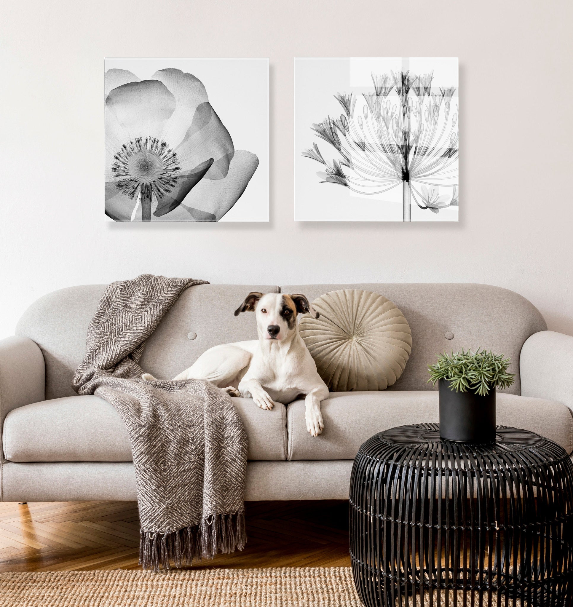 Poppy X Ray Floral Floating Acrylic Art by The Creative Bunch Studio