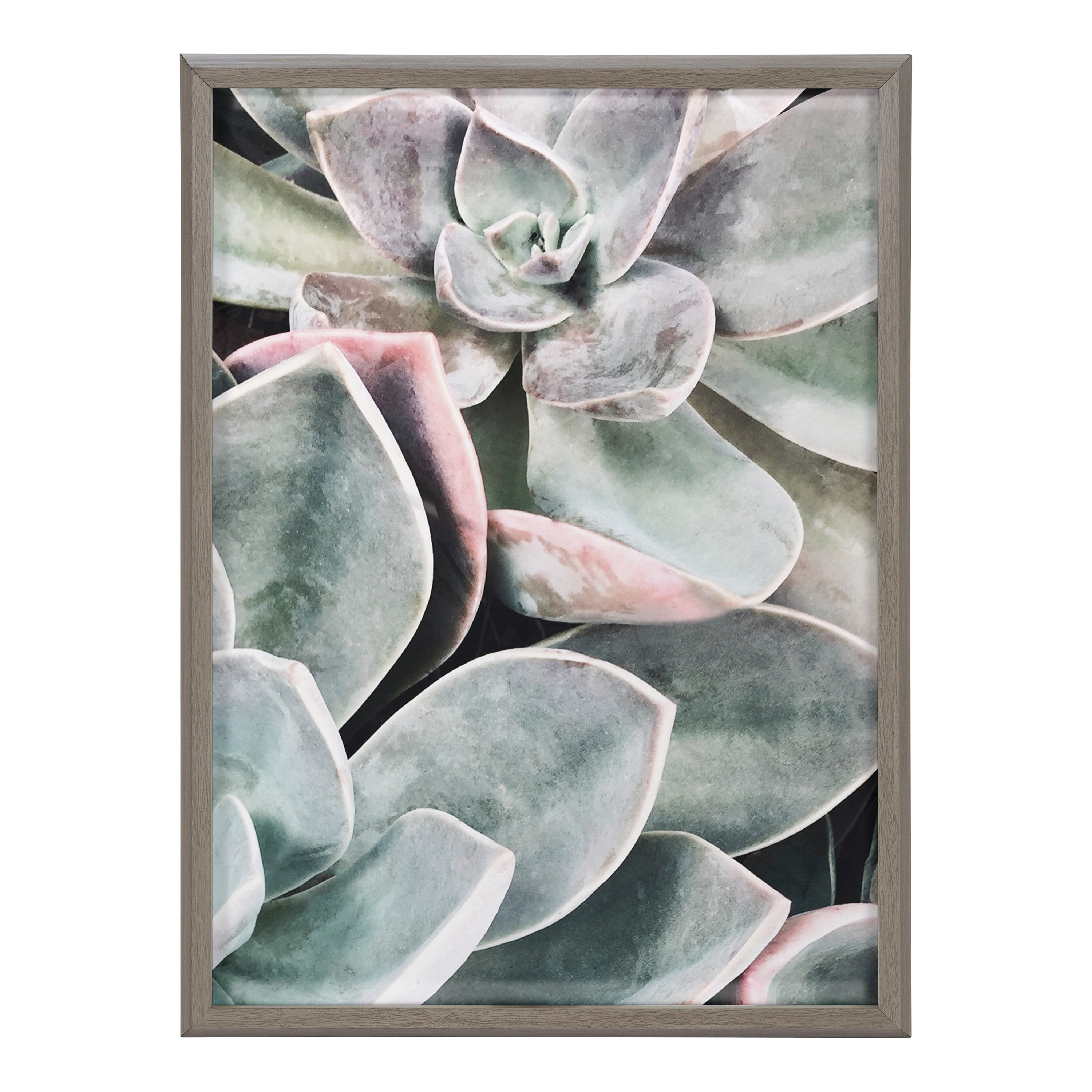 Blake Botanical Succulent Plants 1 Framed Printed Glass by The Creative Bunch Studio