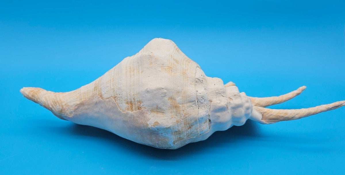 Extra Large Lambis Truncata Display Shell – Premium Coastal Home Decor Specimen (Lambis truncata)