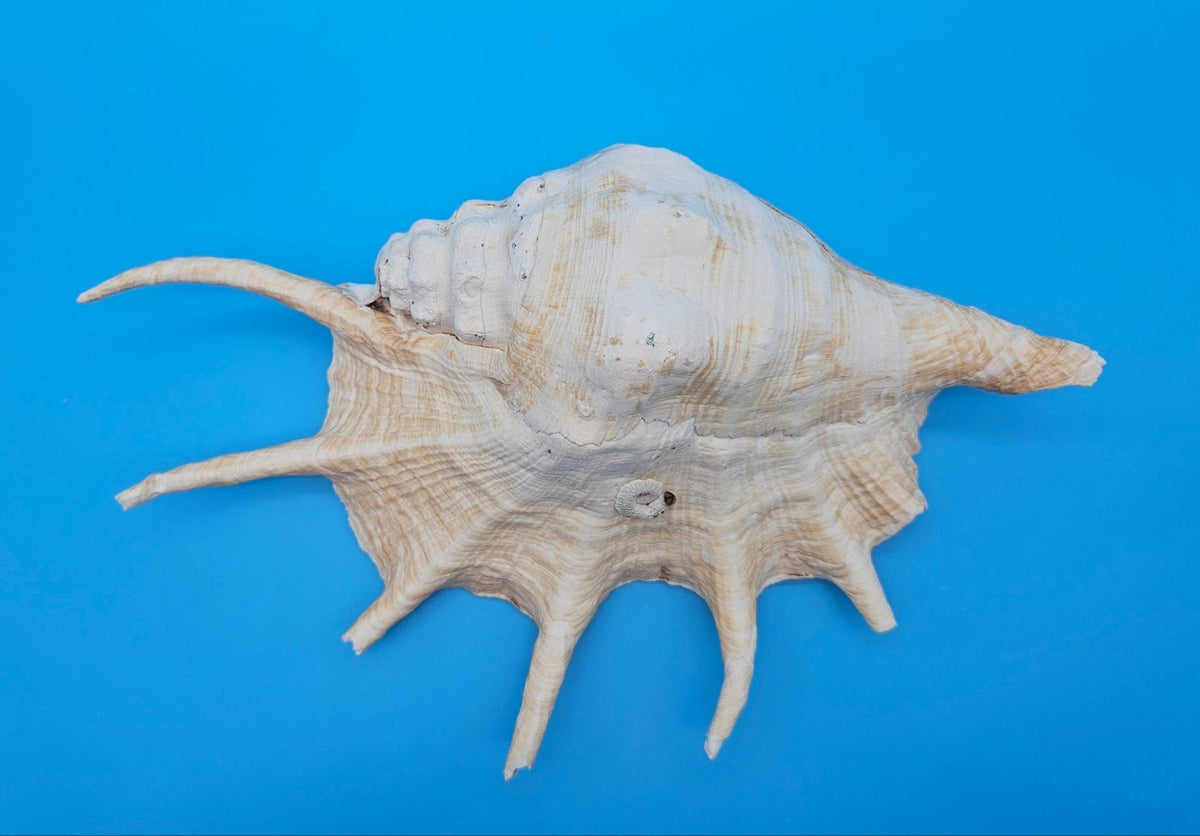 Extra Large Lambis Truncata Display Shell – Premium Coastal Home Decor Specimen (Lambis truncata)