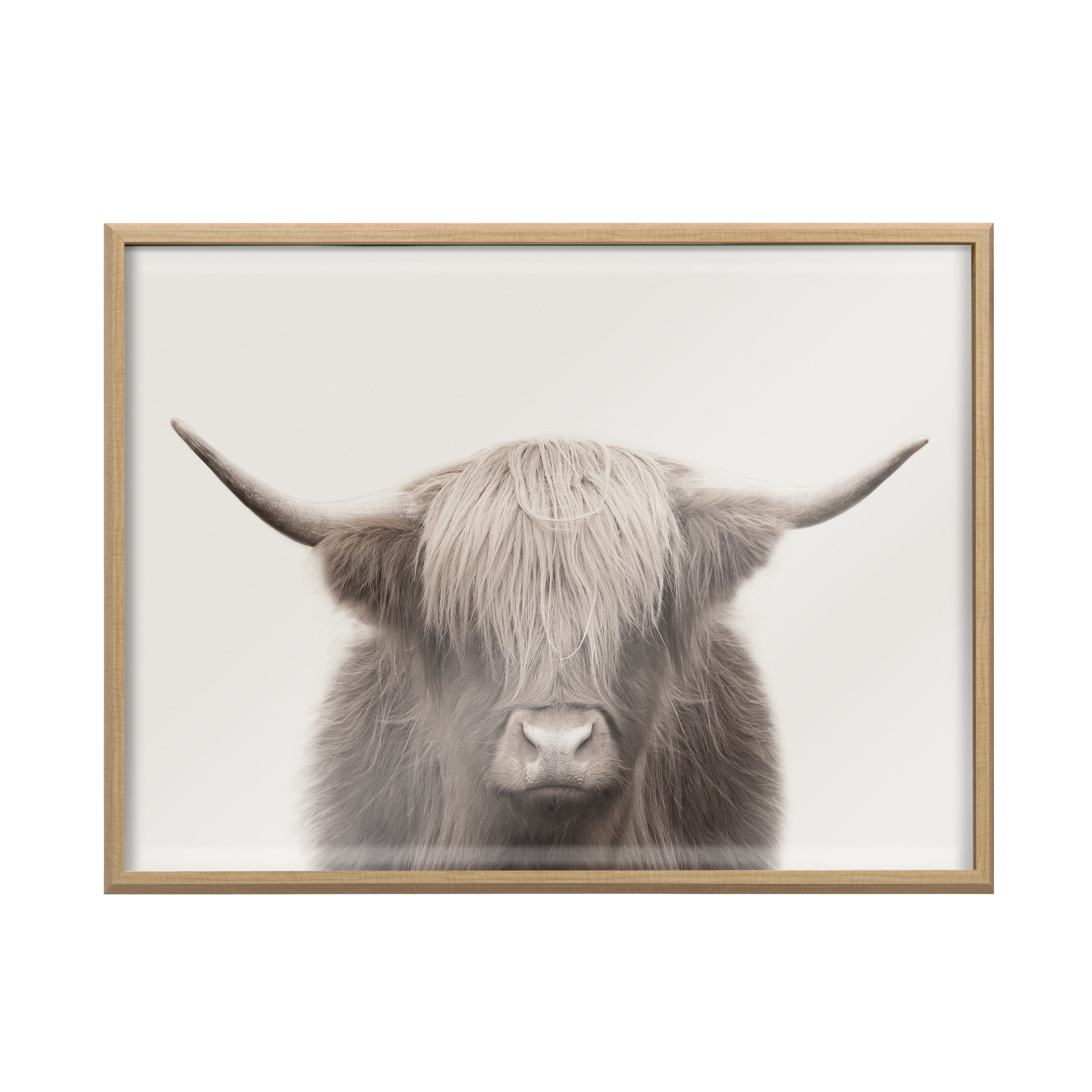 Blake Hey Dude Highland Cow Color Framed Printed Art by The Creative Bunch Studio