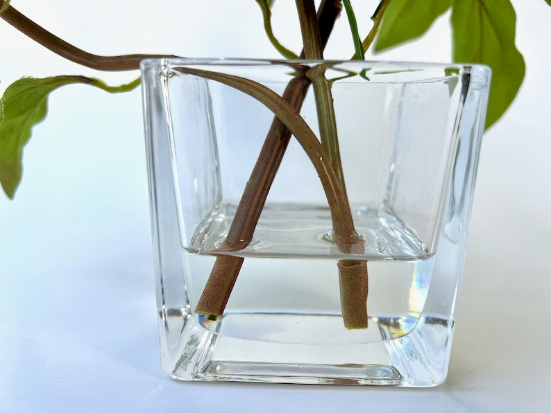 Peony Flower Arrangement in Glass Vase - 10"