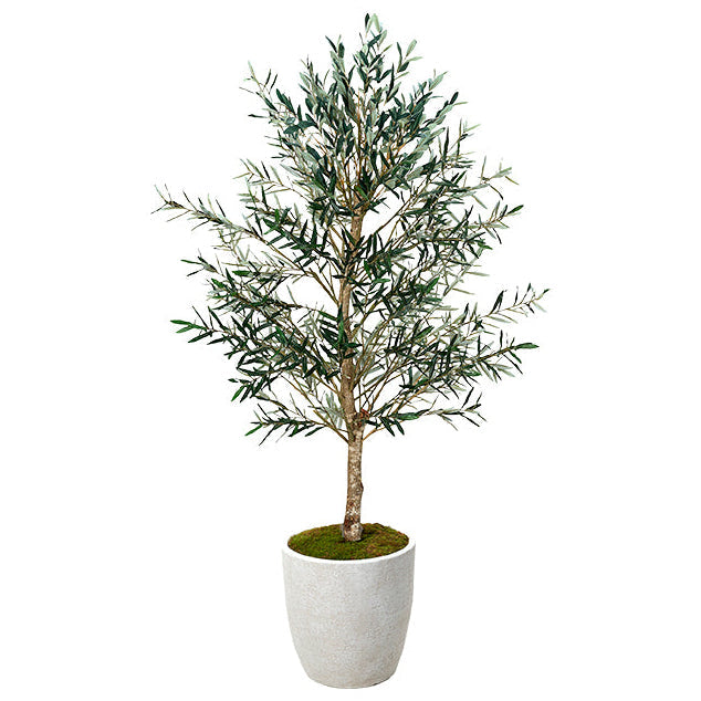 Olive Tree in Planter 7.5'-0