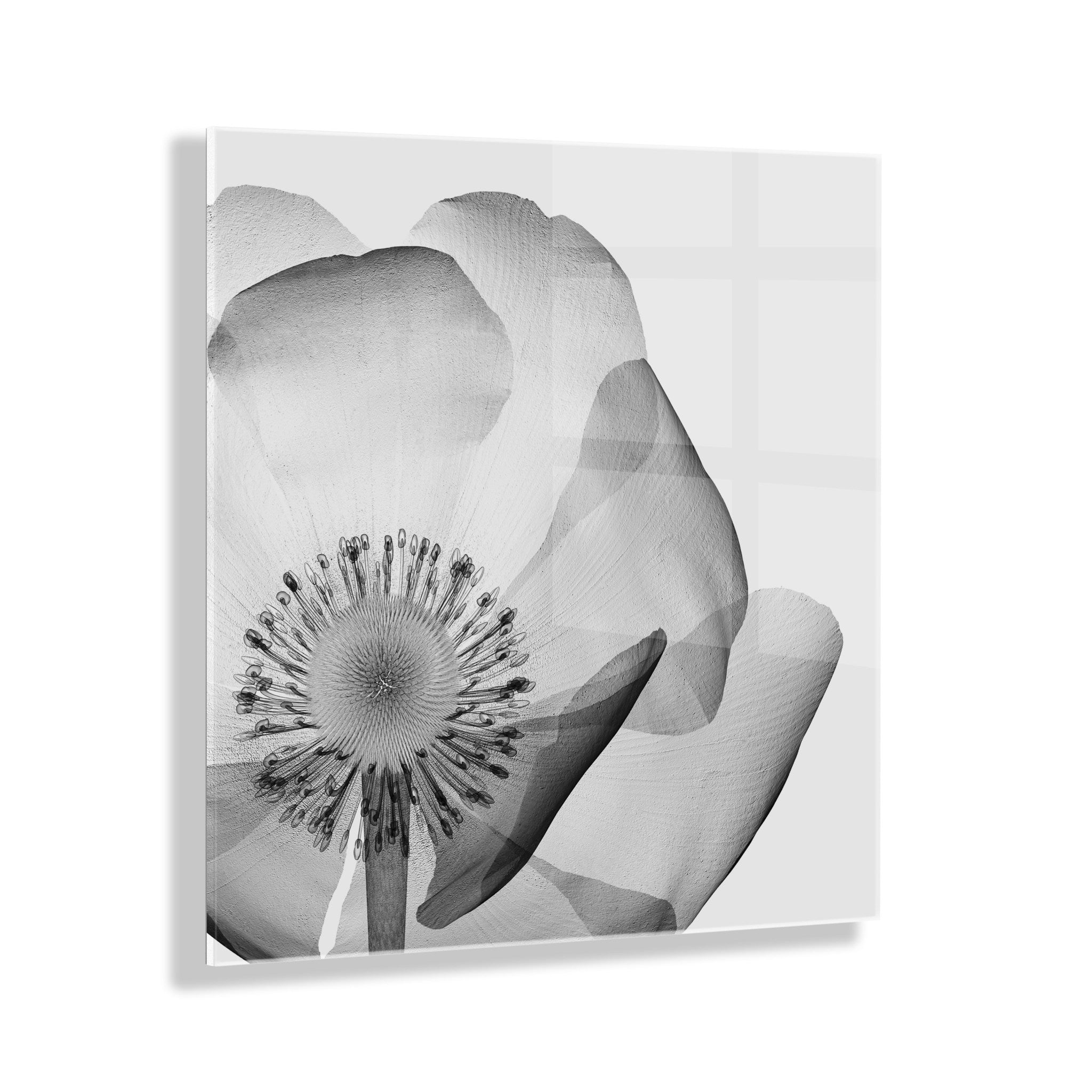Poppy X Ray Floral Floating Acrylic Art by The Creative Bunch Studio