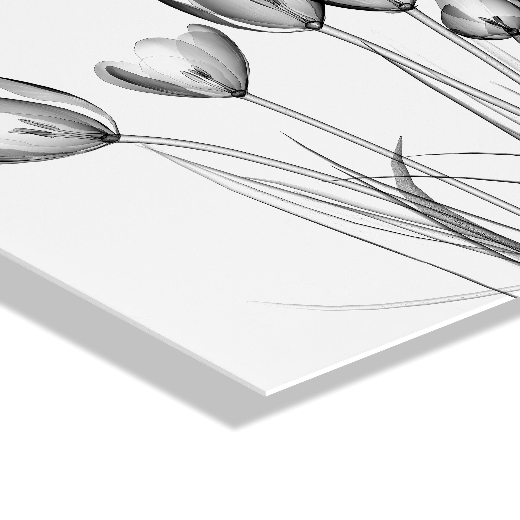 Crocus X Ray Floral Floating Acrylic Art by The Creative Bunch Studio