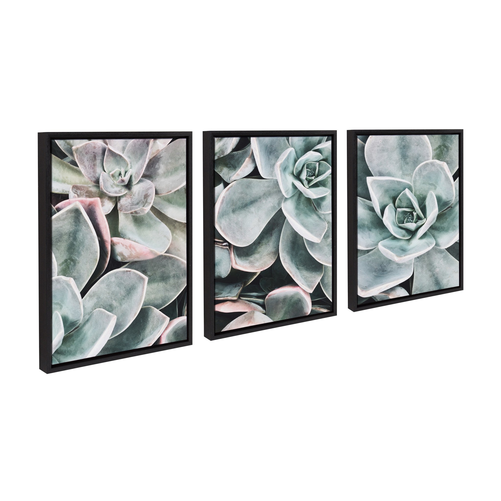 Sylvie Botanical Succulent Plants Framed Canvas Set by The Creative Bunch Studio