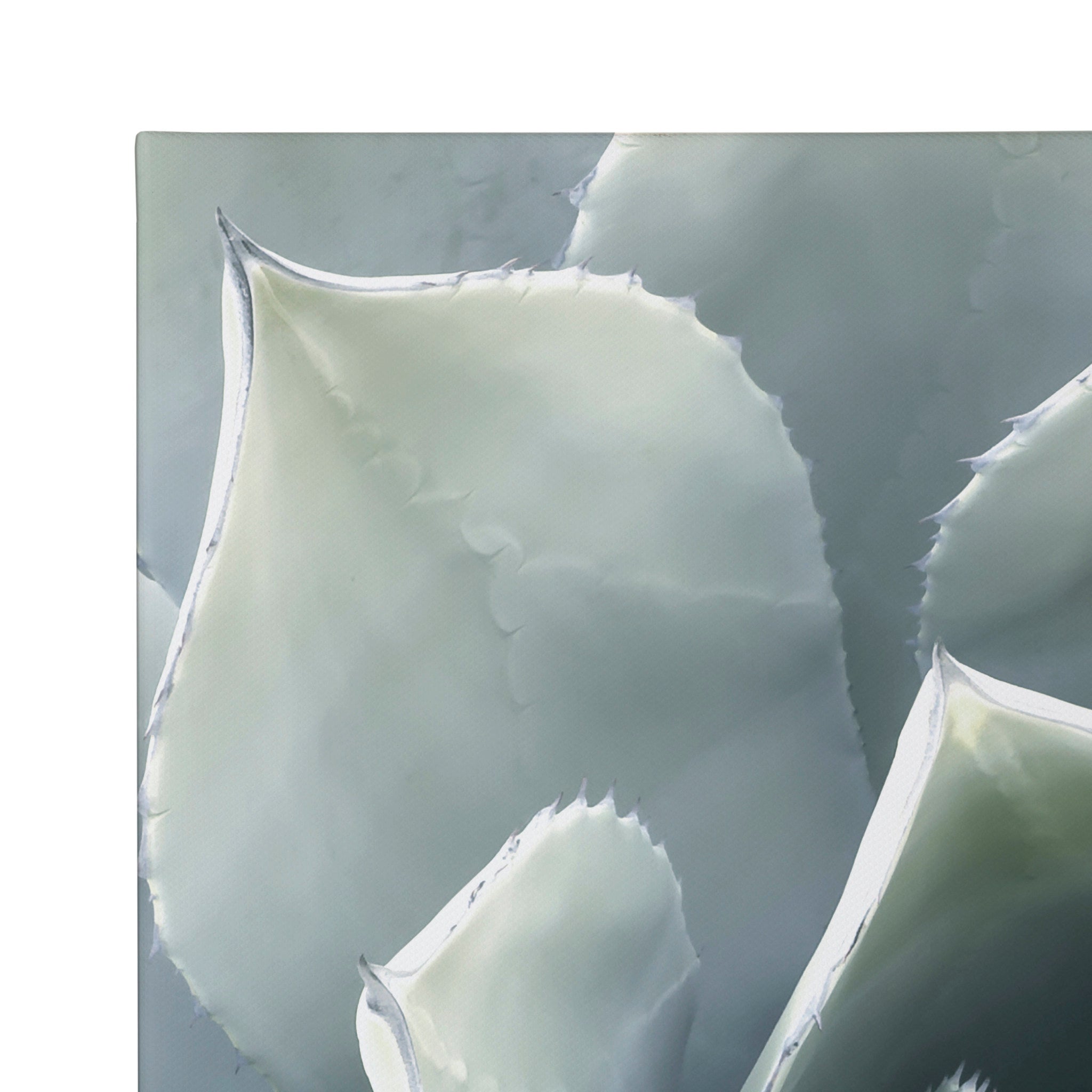 Soft Botanical Succulents by The Creative Bunch Studio