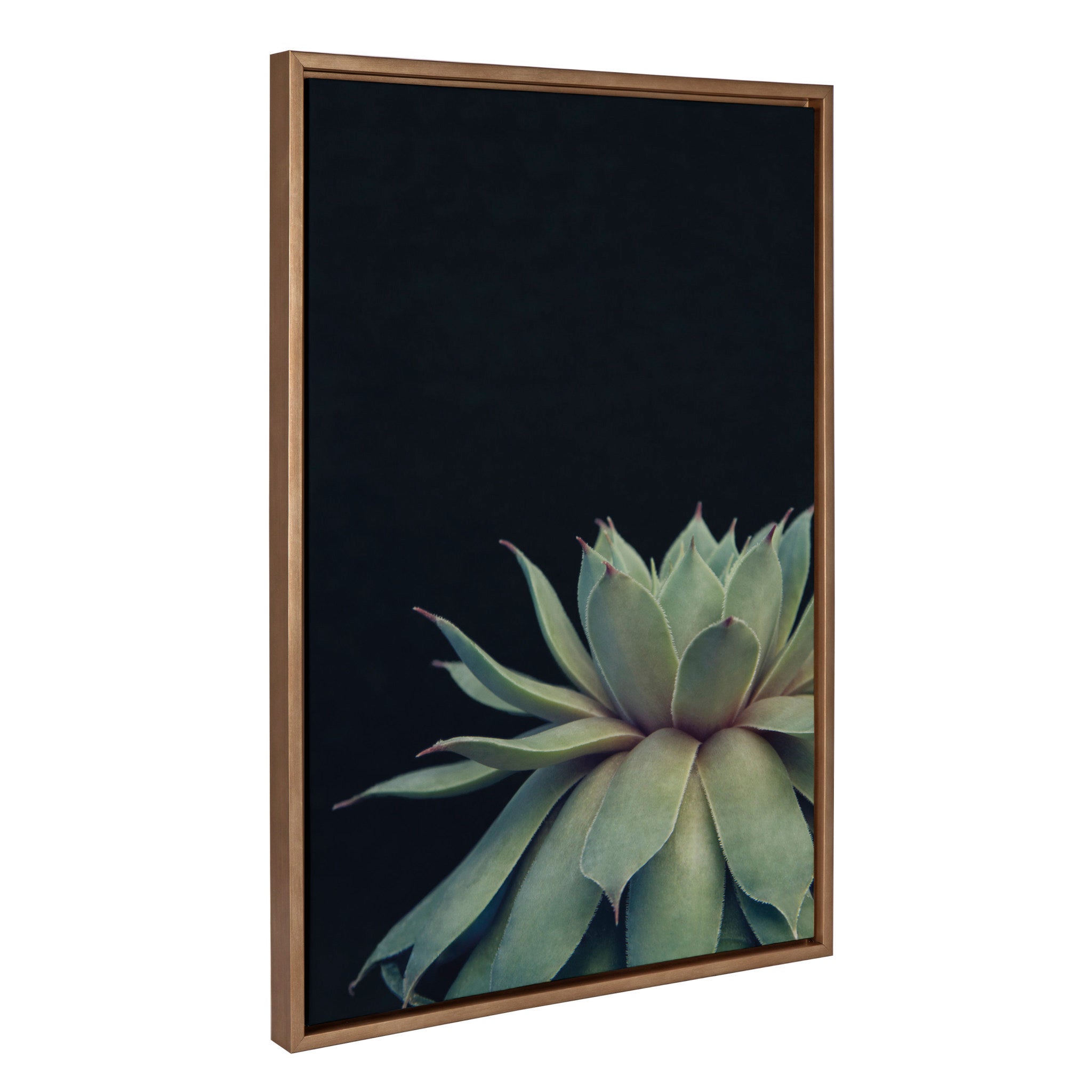 Sylvie Succulent Framed Canvas Set by Emiko and Mark Franzen of F2Images