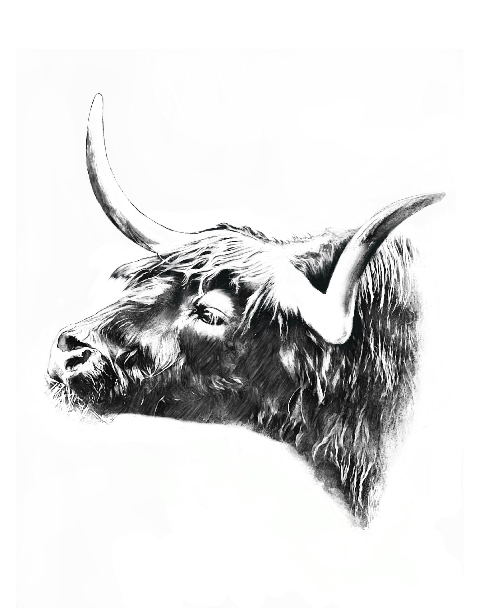 Highland Bull Art Print